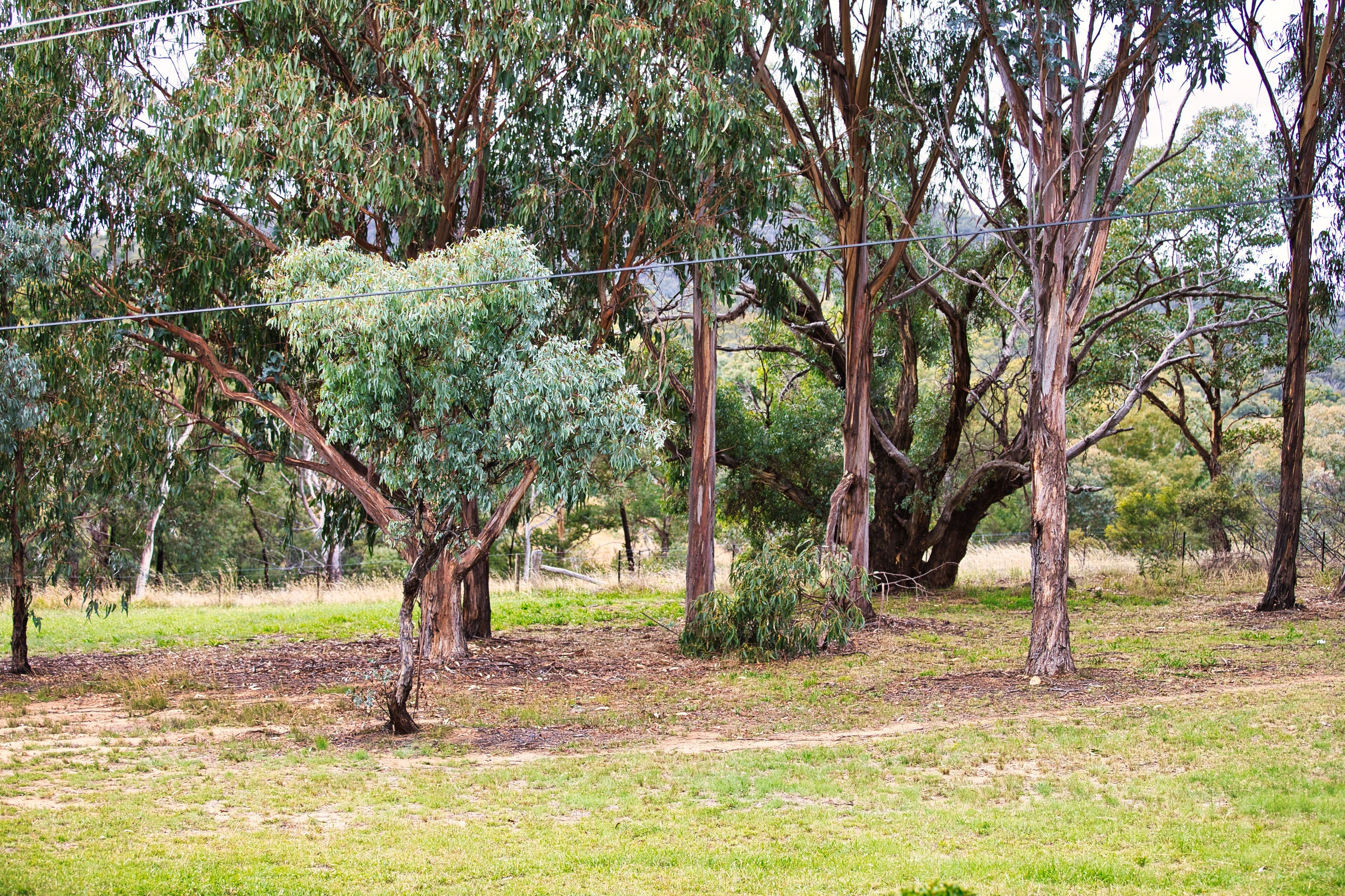 53 Mackellar Crescent, Cook ACT 2614, Cook - Thumbnail 4