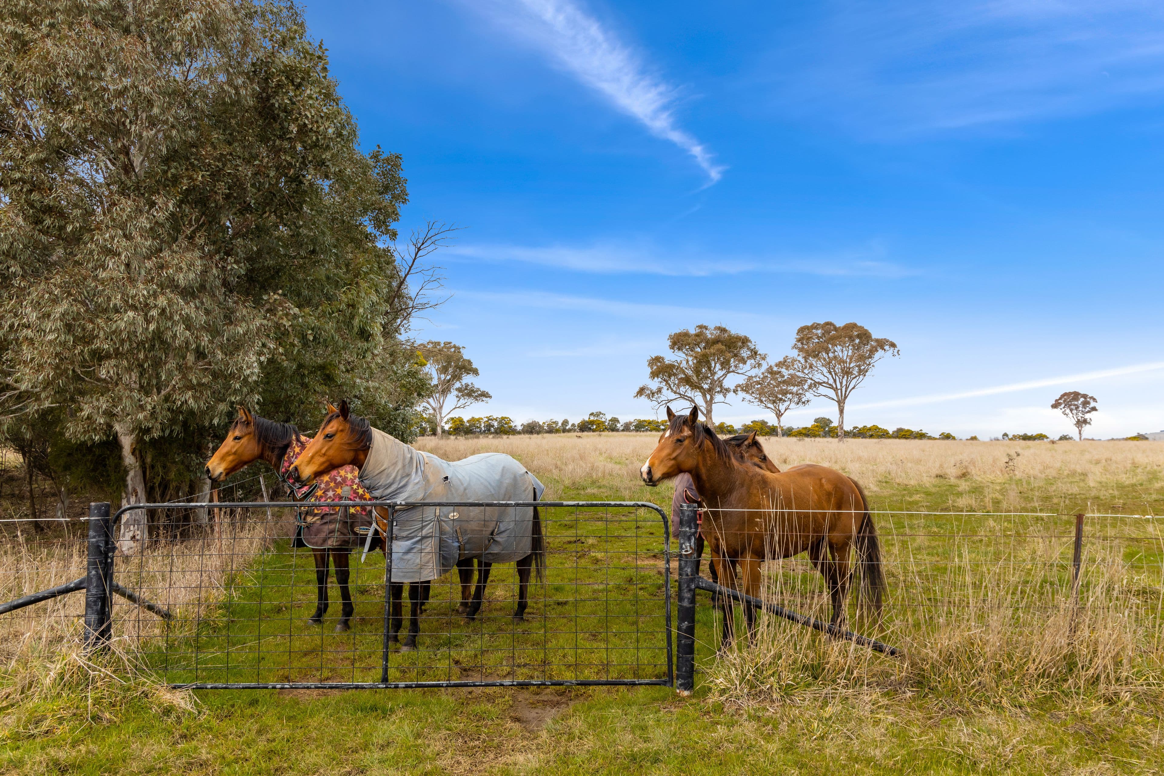 'Brumby Block' 266 Gooda Creek Road, Murrumbateman NSW 2582, Murrumbateman - Thumbnail 5
