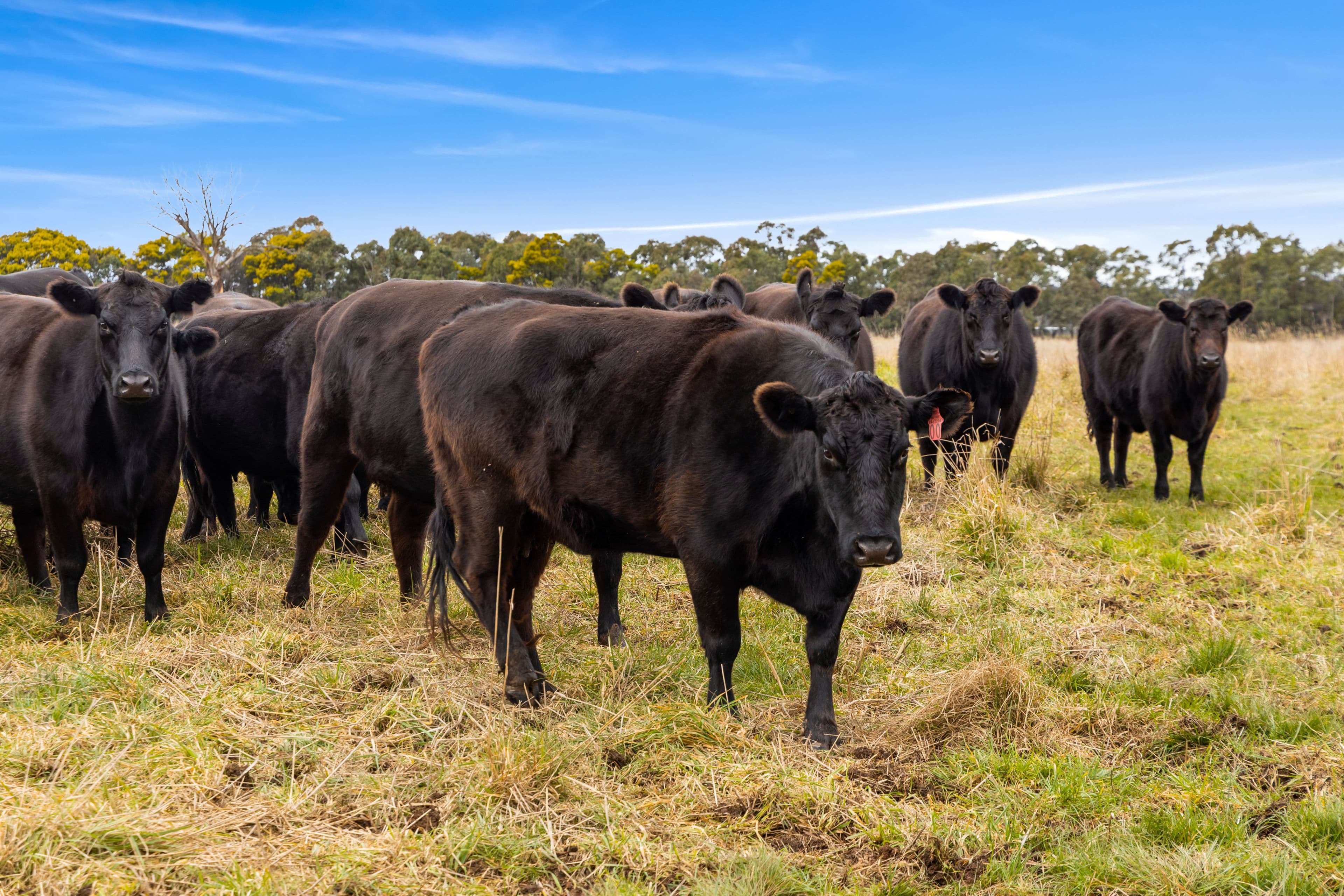 'Brumby Block' 266 Gooda Creek Road, Murrumbateman NSW 2582, Murrumbateman - Thumbnail 7
