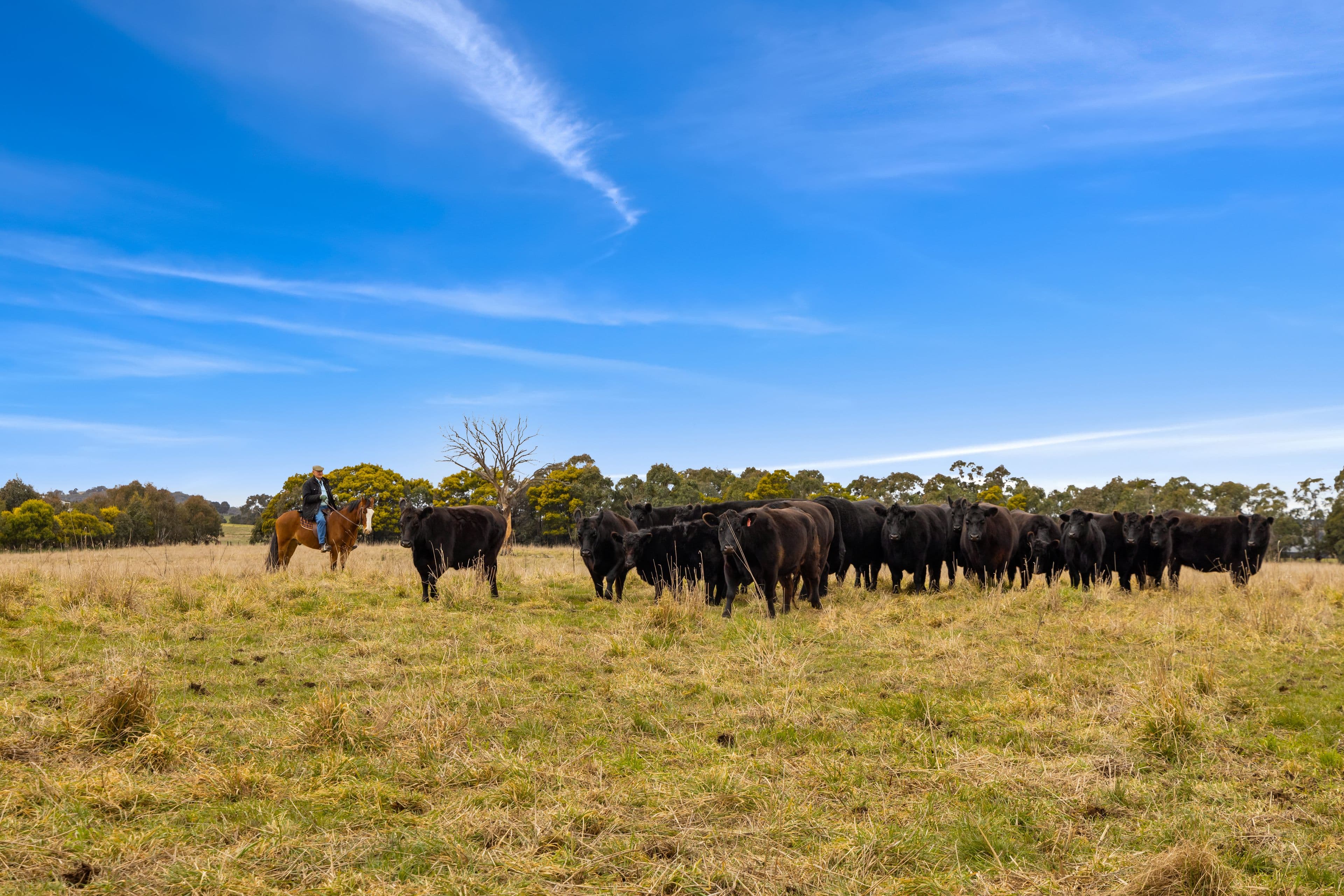 'Brumby Block' 266 Gooda Creek Road, Murrumbateman NSW 2582, Murrumbateman - Thumbnail 8