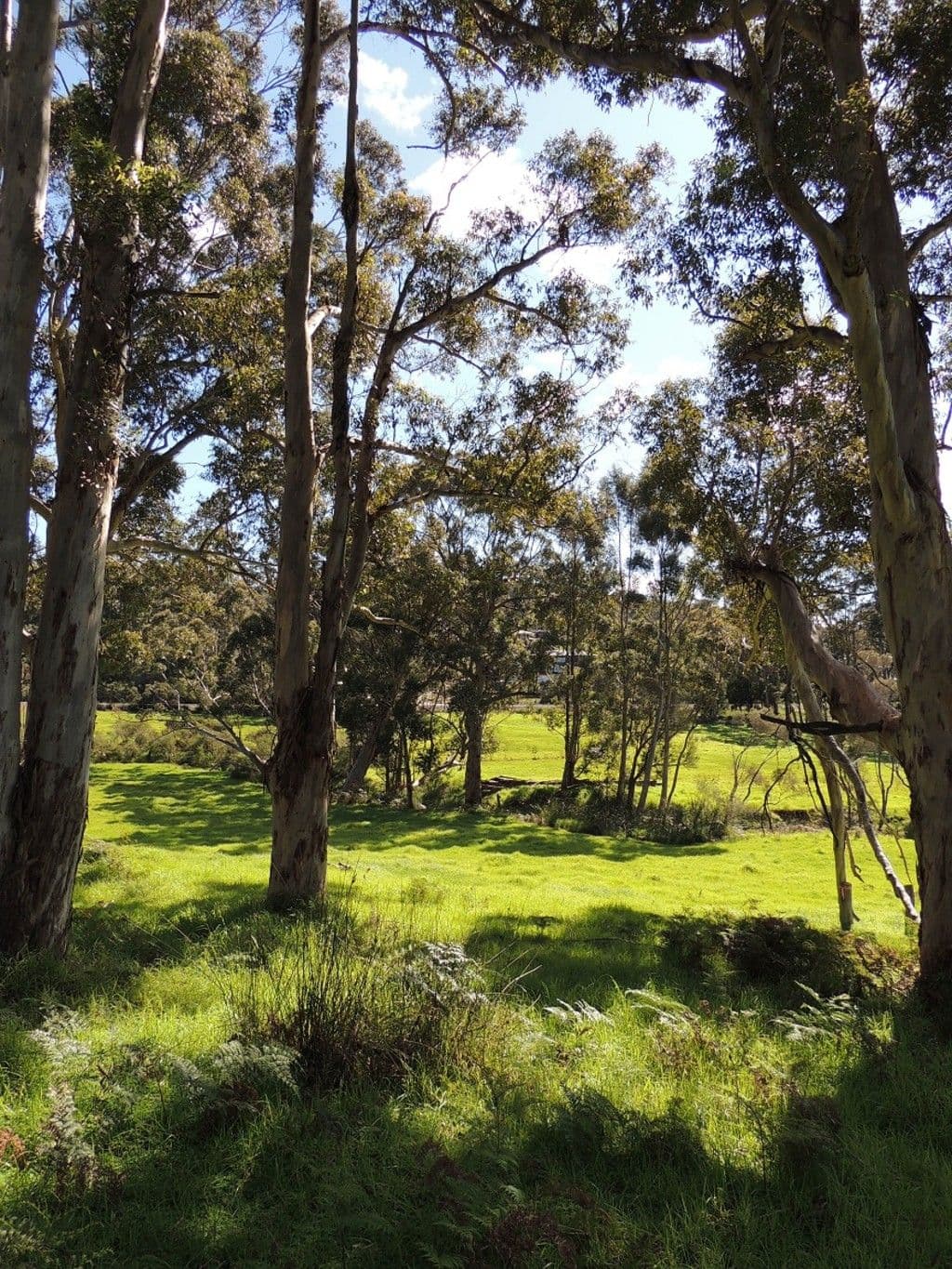 1189 South Coast Highway, Denmark WA 6333, Denmark - Thumbnail 6