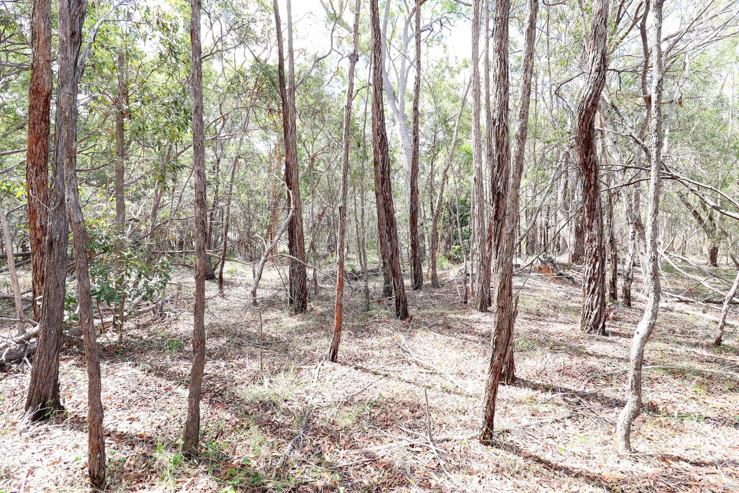 Lot 74 Mcghee Crescent, Agnes Water QLD 4677, Agnes Water - Thumbnail 5