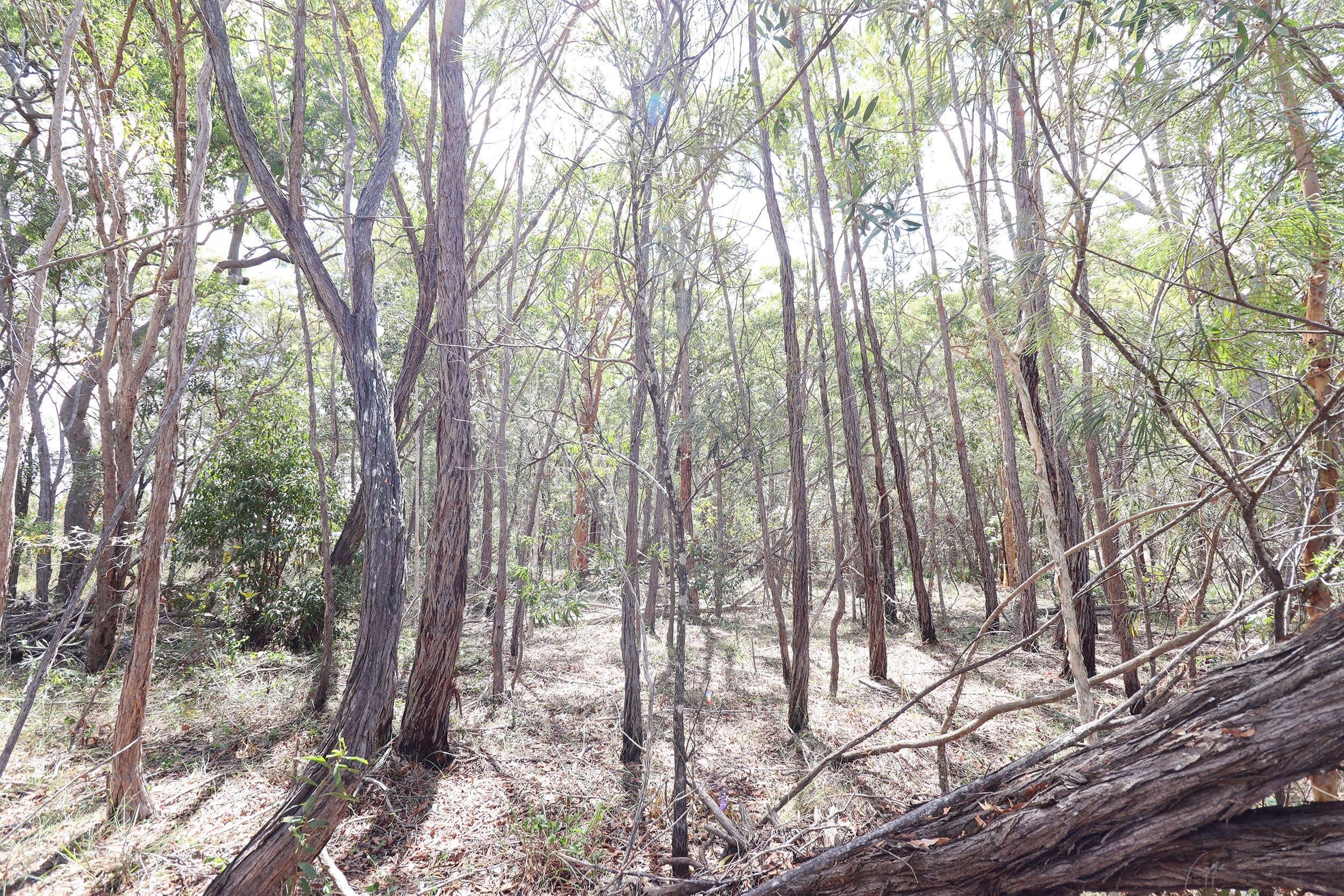 Lot 74 Mcghee Crescent, Agnes Water QLD 4677, Agnes Water - Thumbnail 6