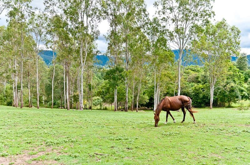 103 Mt O'Reilly Road, SAMFORD VALLEY QLD 4520, Samford Valley - Image 1