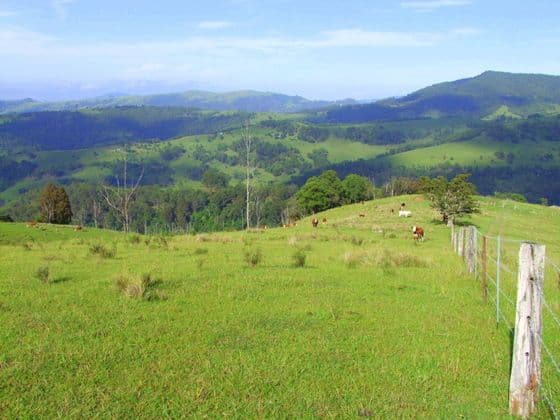 Lot 99 Mirannie Road, MIRANNIE NSW 2330, Mirannie - Thumbnail 2