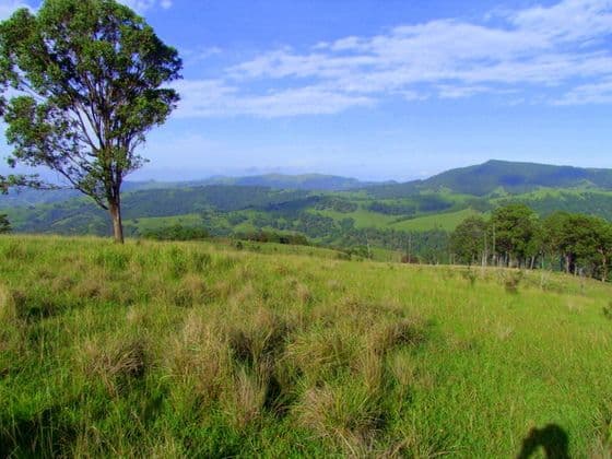 Lot 99 Mirannie Road, MIRANNIE NSW 2330, Mirannie - Thumbnail 4
