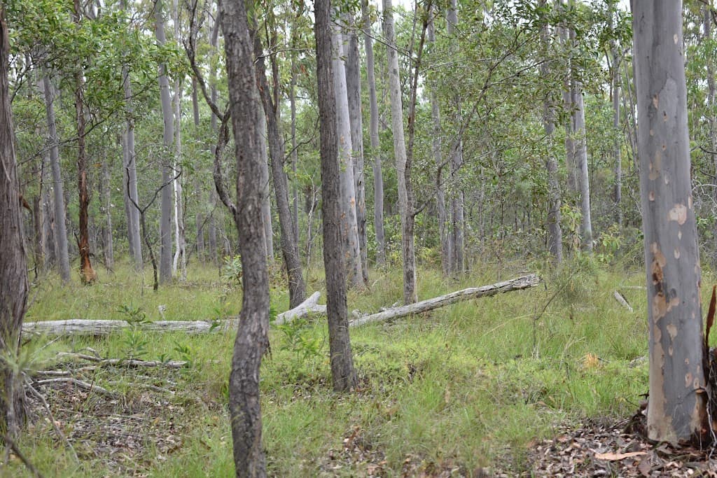 Lot 1 Maryborough Biggenden Rd, Aramara, QLD, 4620, Aramara - Thumbnail 8