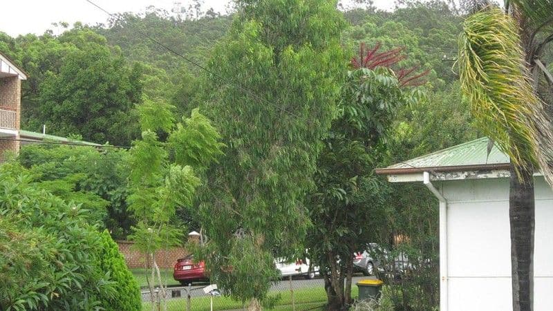 31 Mountain Street, MOUNT GRAVATT QLD 4122, Mount Gravatt - Thumbnail 2