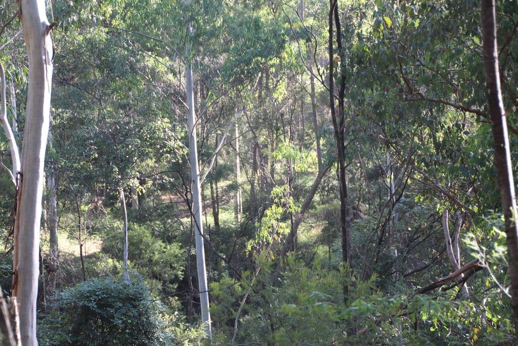 Lot 54 Putty Road, Garland Valley NSW 2330, Garland Valley - Thumbnail 8