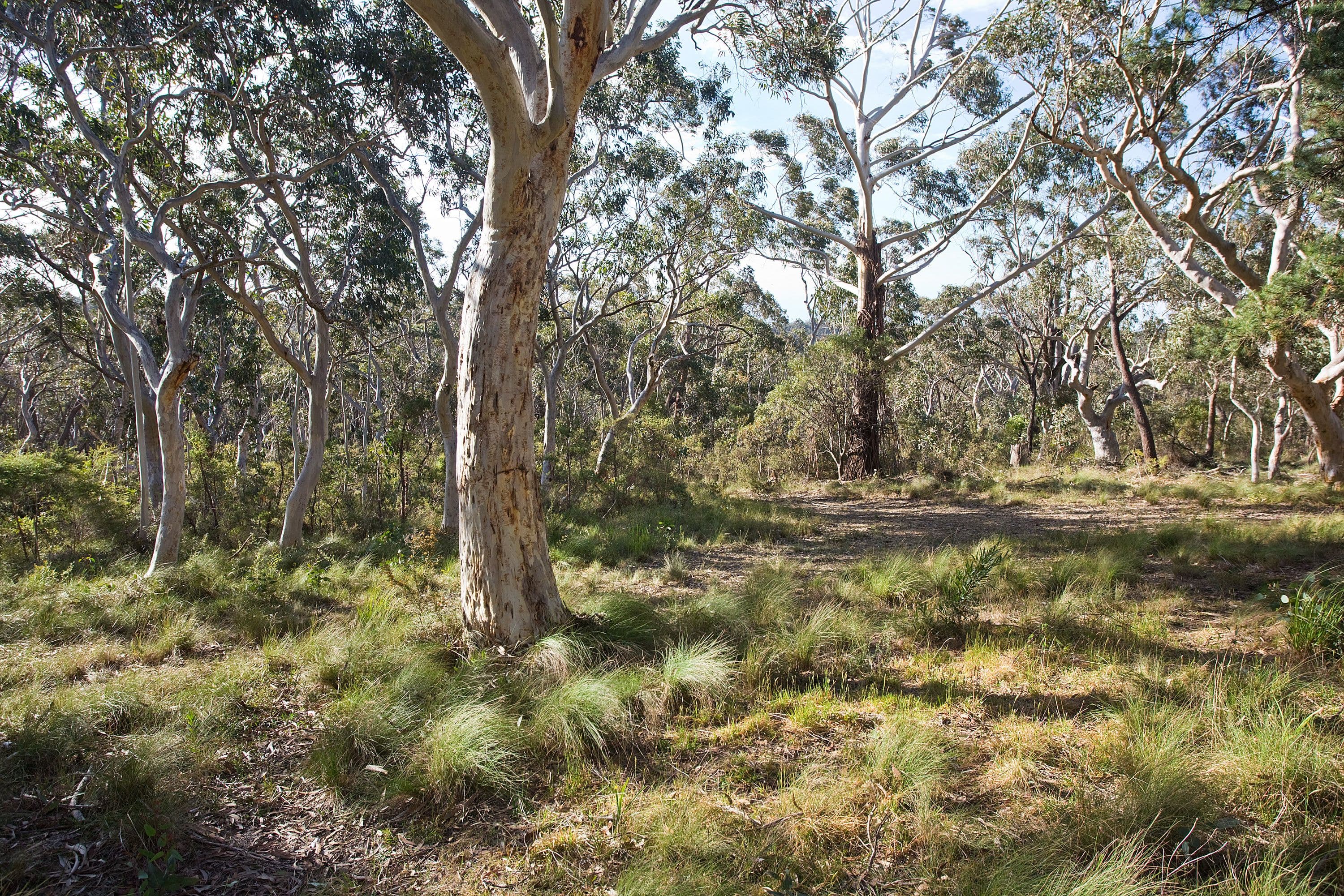 52 Godson Avenue, Blackheath NSW 2785, Blackheath - Thumbnail 2
