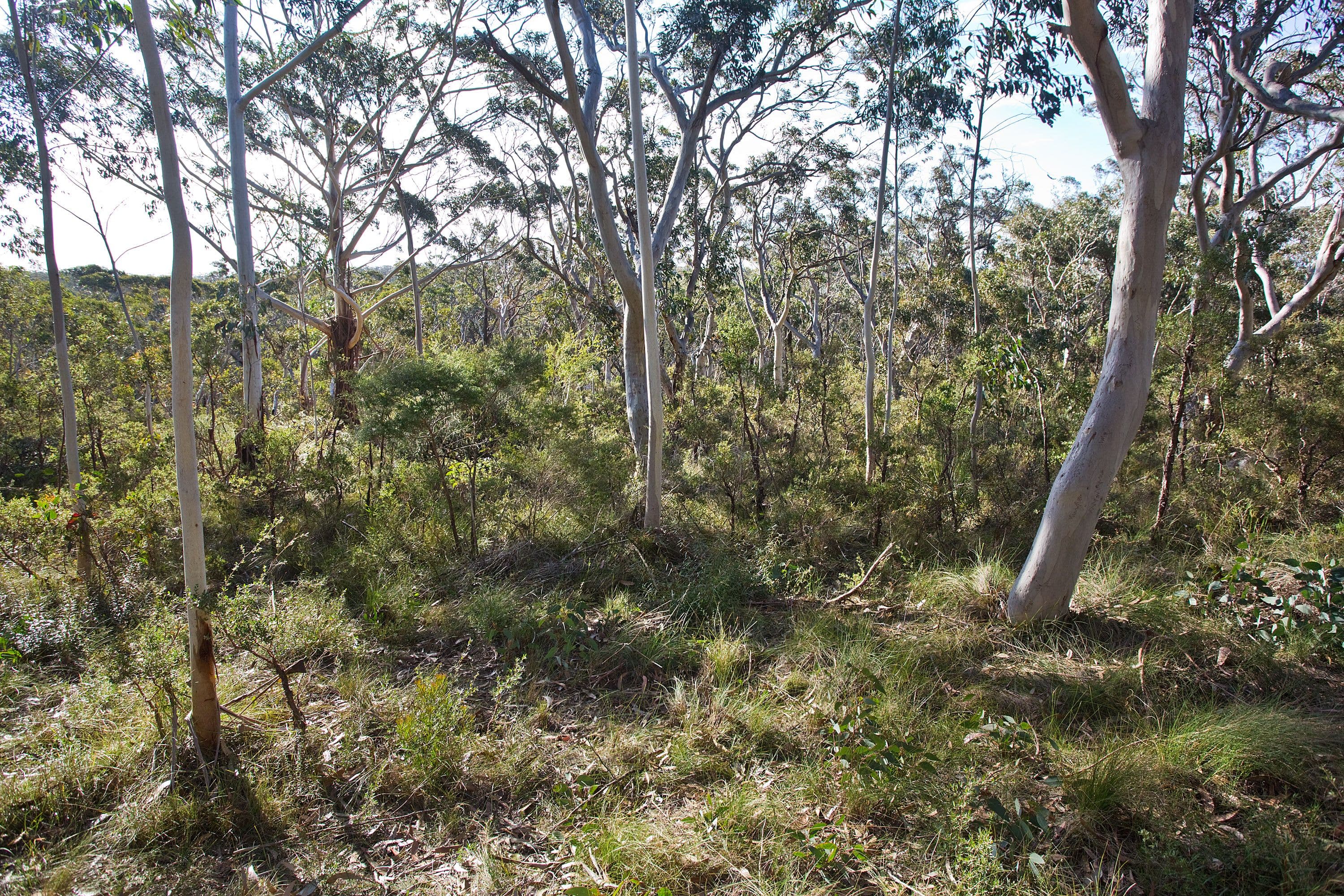 52 Godson Avenue, Blackheath NSW 2785, Blackheath - Thumbnail 4