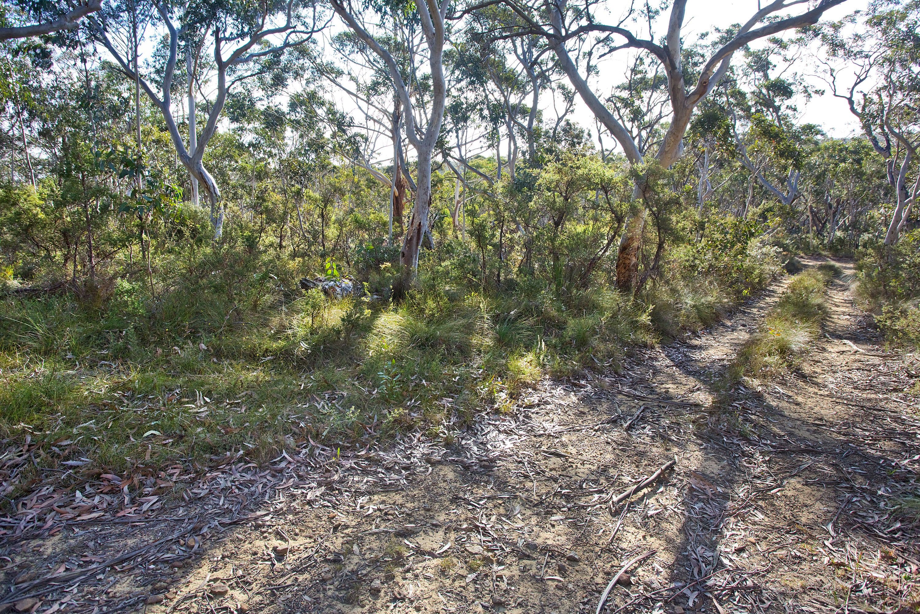 52 Godson Avenue, Blackheath NSW 2785, Blackheath - Thumbnail 5