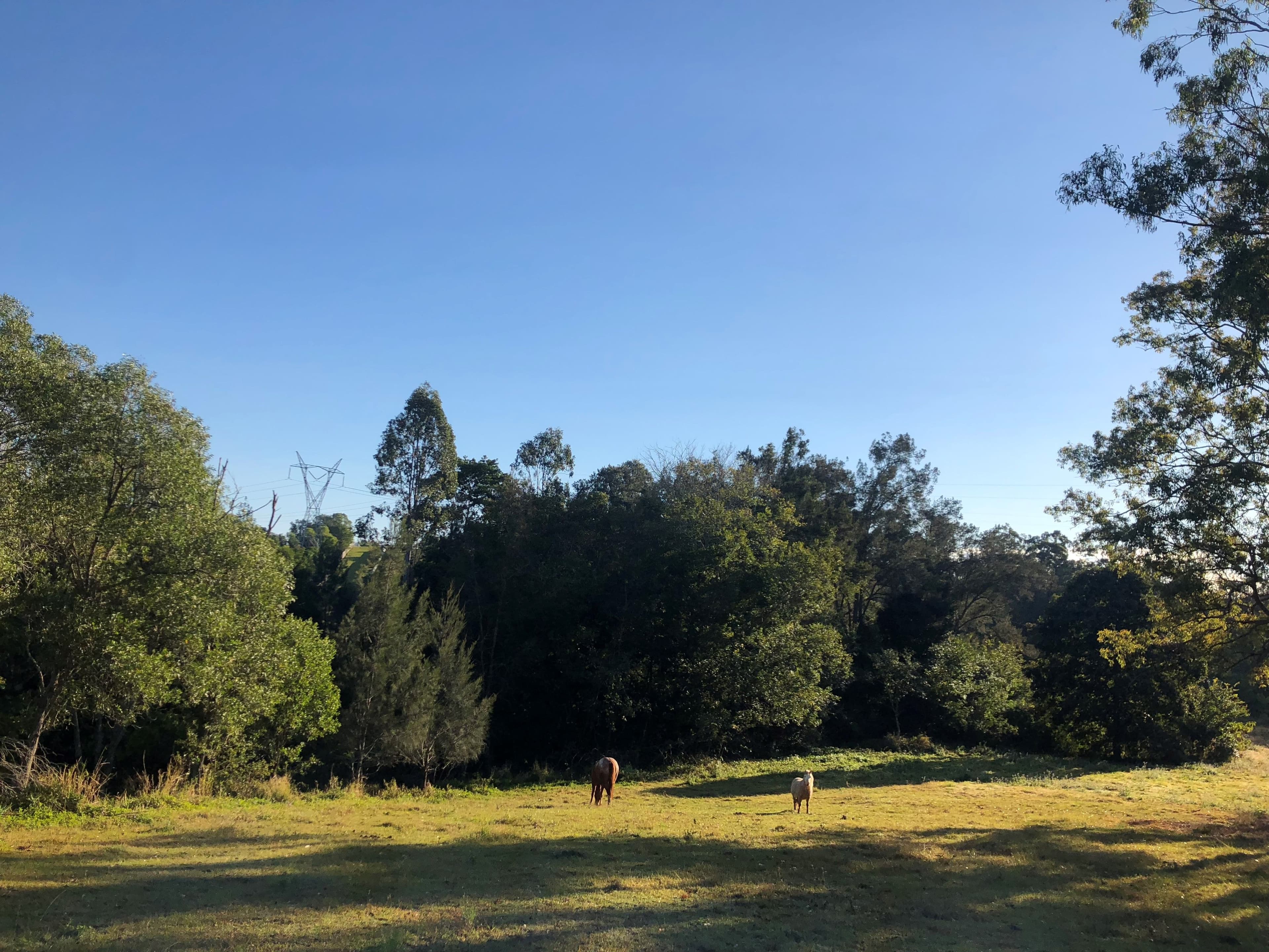 186 Gold Coast Springbrook Road, Mudgeeraba QLD 4213, Mudgeeraba - Thumbnail 8