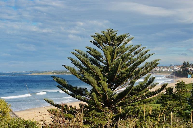 195 Lawrence Hargrave Drive, THIRROUL NSW 2515, Thirroul - Thumbnail 4