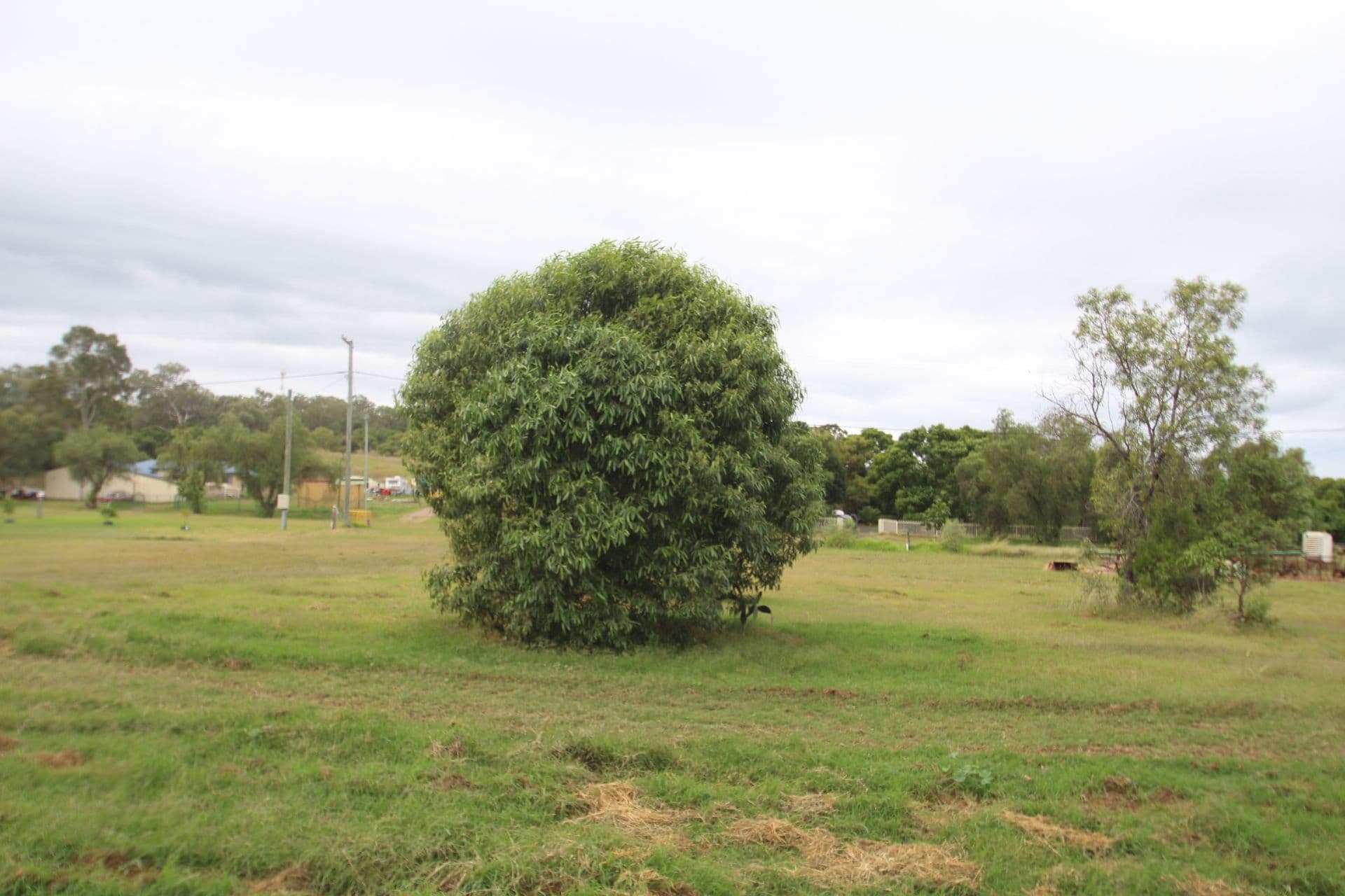 29 Goombungee Road, Kingsthorpe QLD 4400, Kingsthorpe - Thumbnail 6