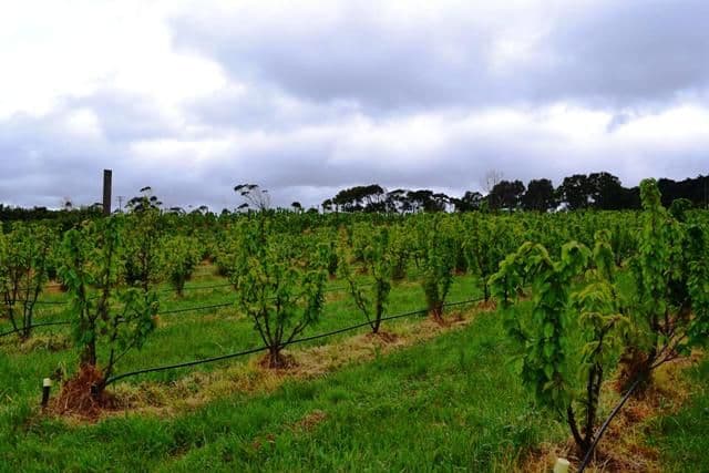 29 Clarks Road, ROWELLA TAS 7270, Rowella - Thumbnail 4