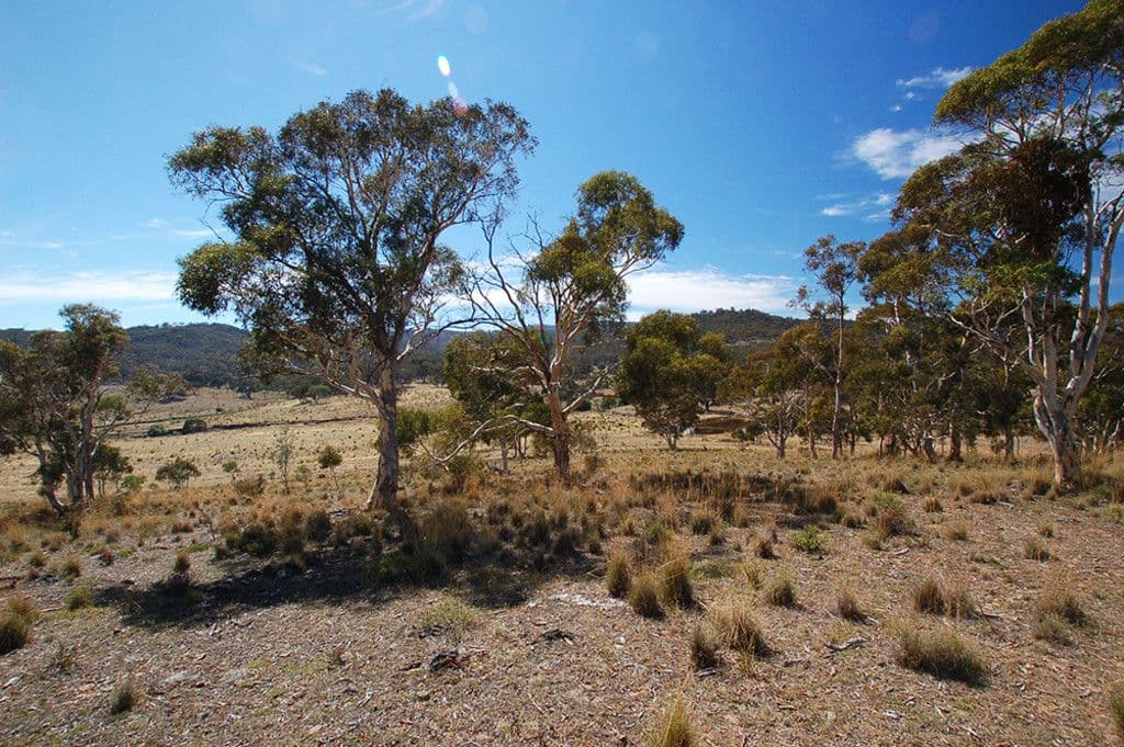 469 Neils Creek Road, Bungendore NSW 2621, Bungendore - Thumbnail 2