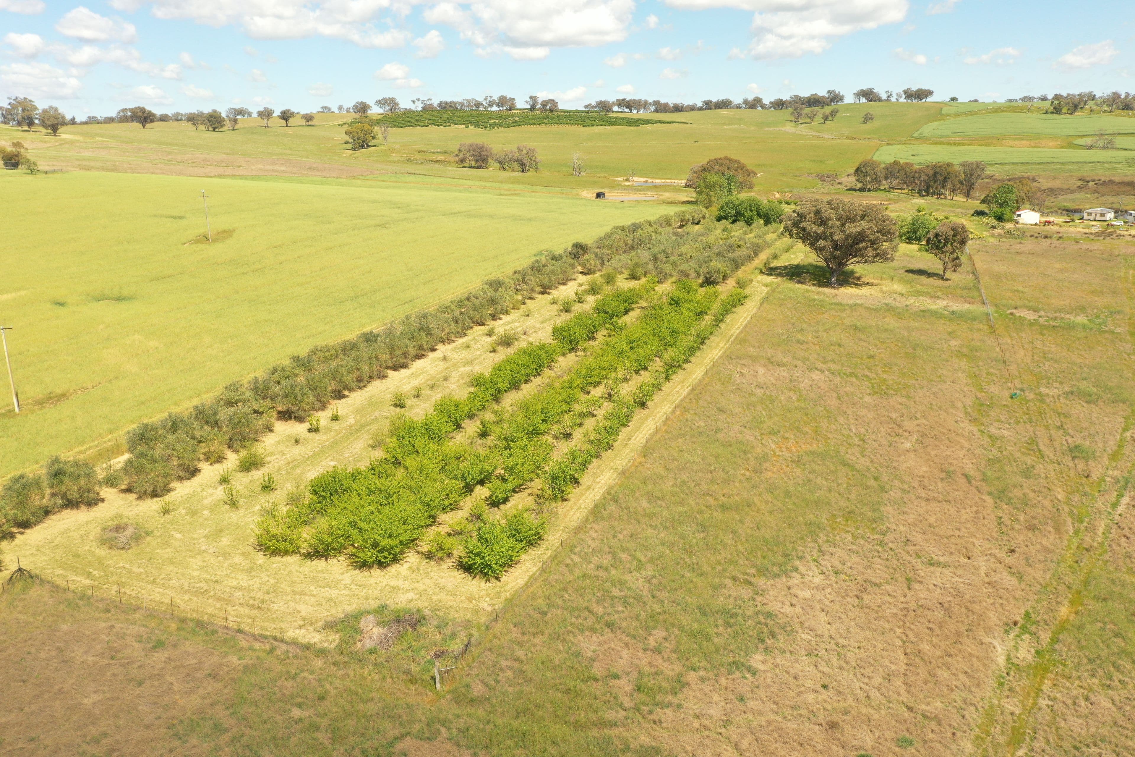 77 Kabardin Lane, Young NSW 2594, Young - Thumbnail 4