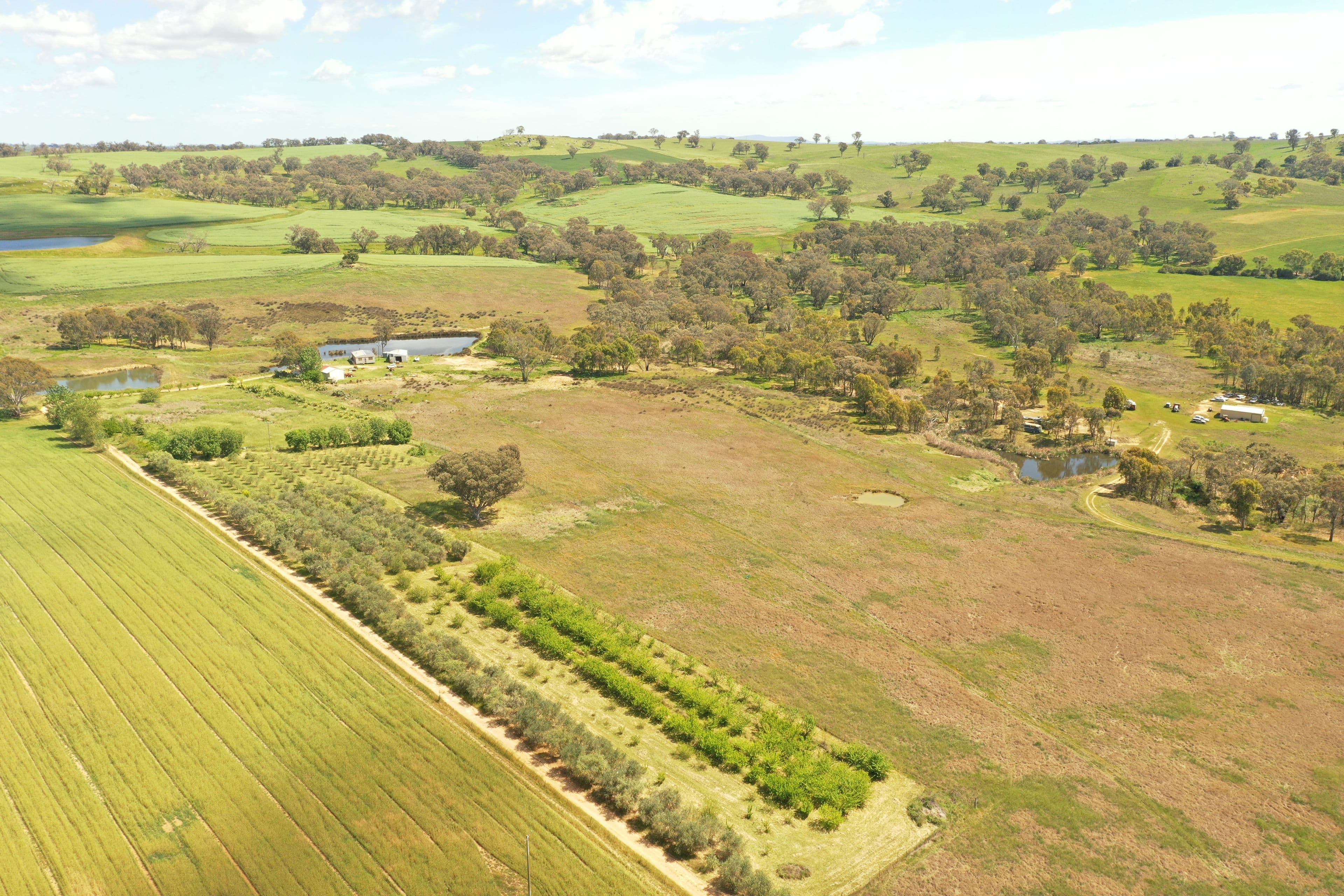 77 Kabardin Lane, Young NSW 2594, Young - Thumbnail 6