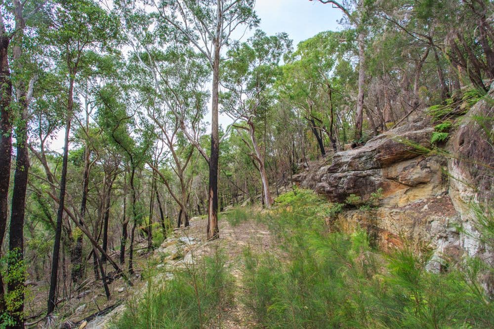 80a Manor Road, Hornsby NSW 2077, Hornsby - Thumbnail 2