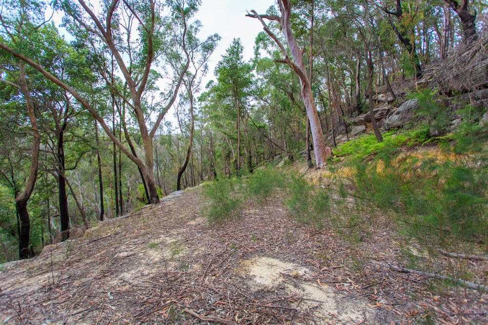 80a Manor Road, Hornsby NSW 2077, Hornsby - Thumbnail 7