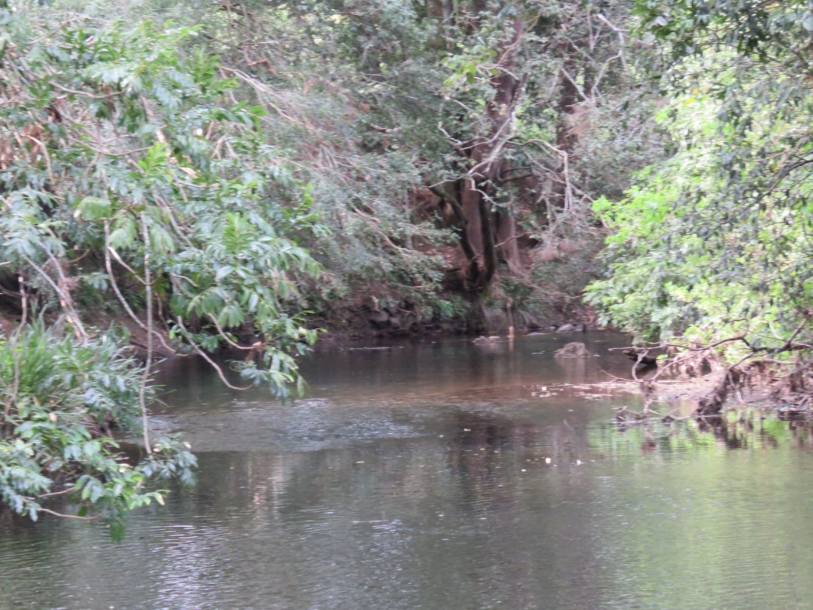 317 Grady's Creek Road, The Risk, NSW 2474, The Risk - Thumbnail 8