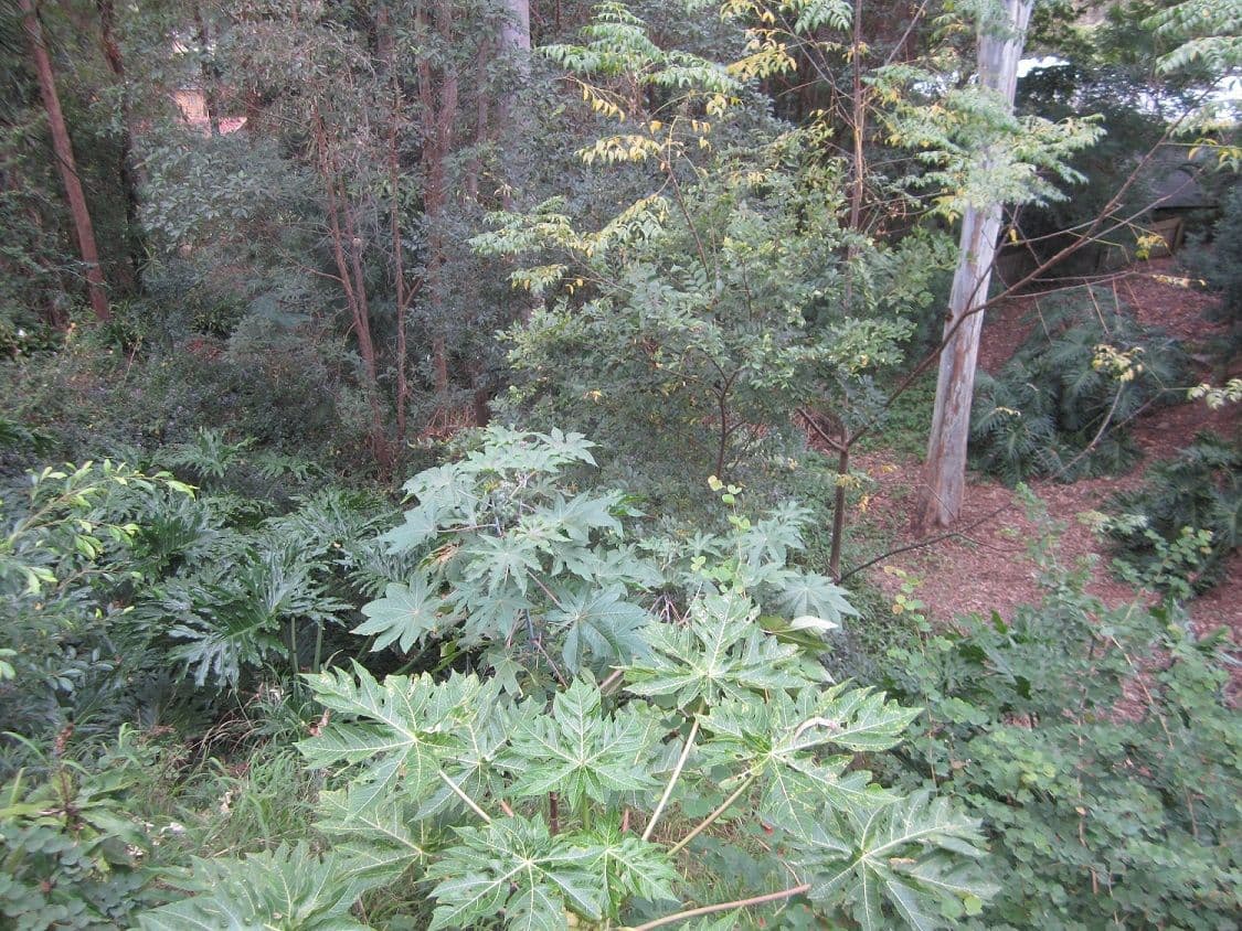 4 Dyer Street, CHAPEL HILL QLD 4069, Chapel Hill - Thumbnail 6