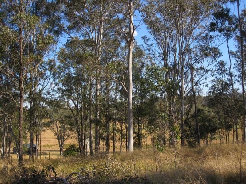 Lot 4 Carey Street, Bonalbo NSW 2469, Bonalbo - Image 1