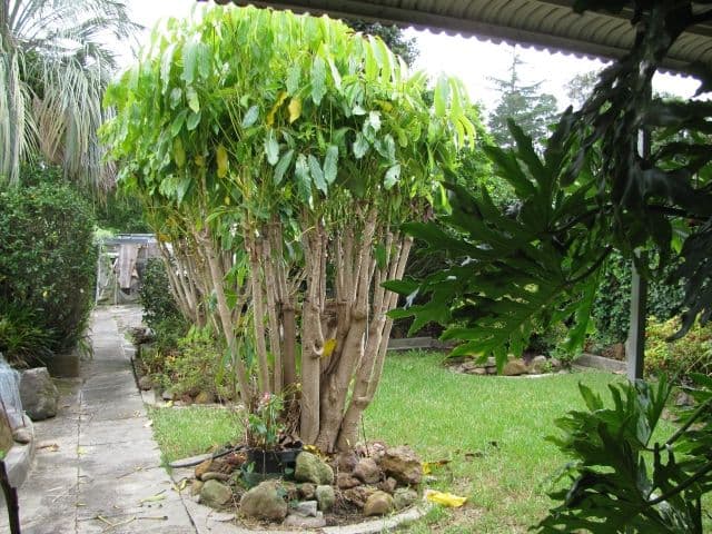 44 Northcote Road, HORNSBY NSW 2077, Hornsby - Thumbnail 4
