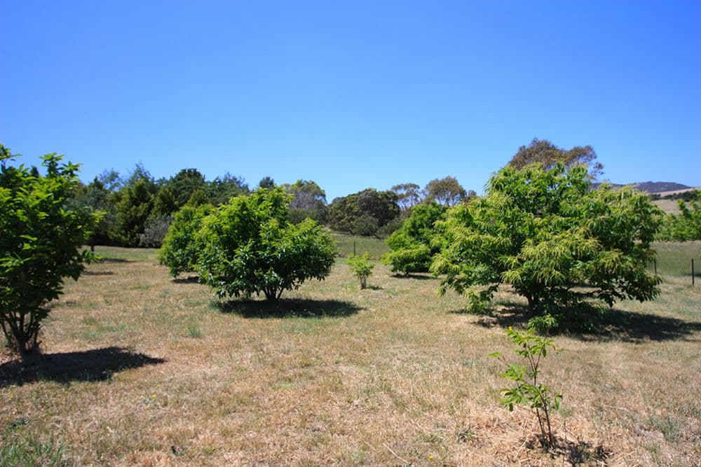 7 Duncan Avenue, Bungendore NSW 2621, Bungendore - Image 1