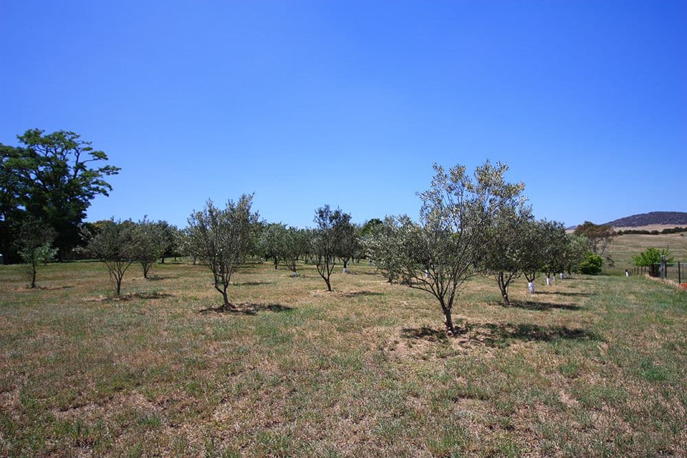 7 Duncan Avenue, Bungendore NSW 2621, Bungendore - Thumbnail 3