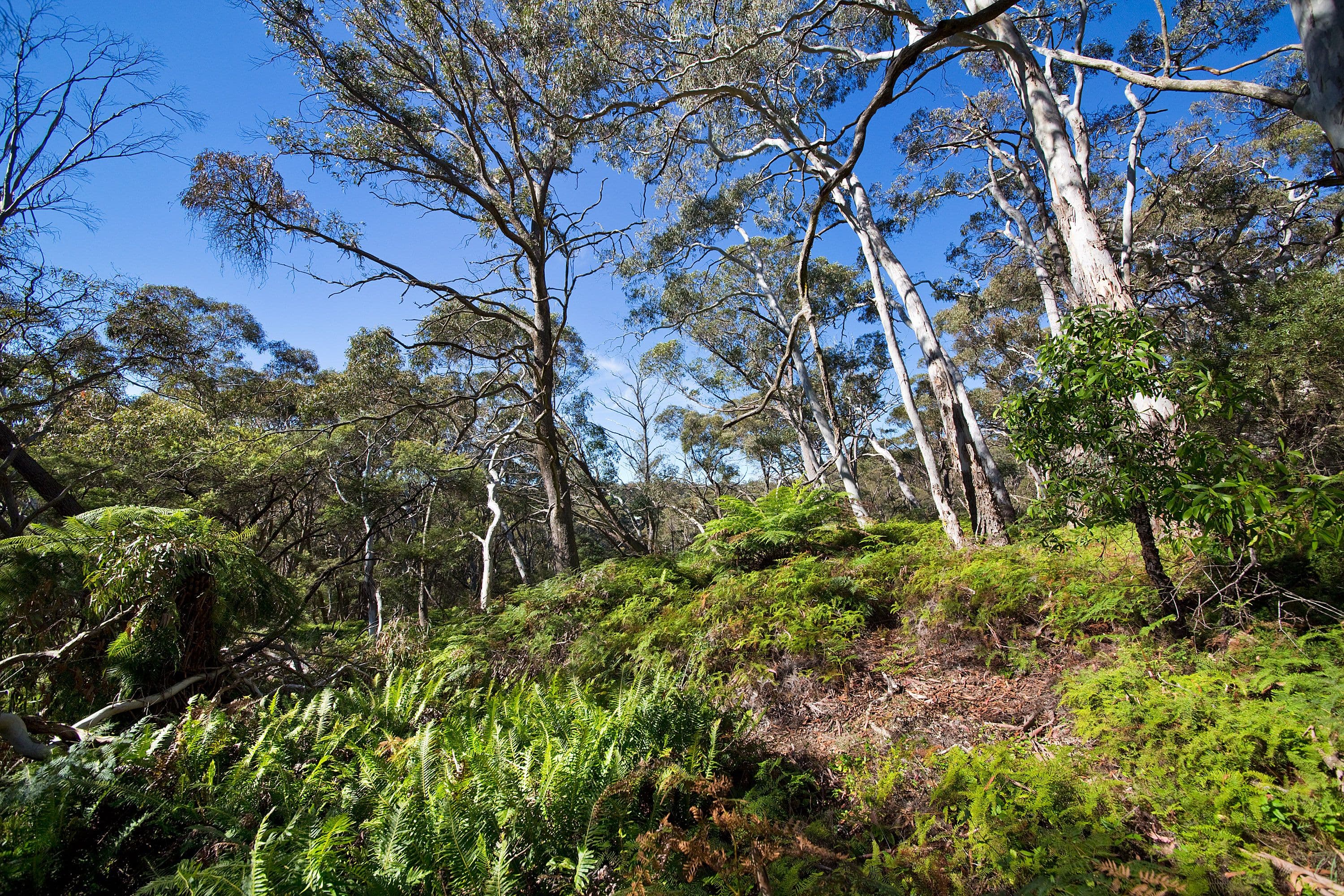 Lot 419 - 111 Mort Street, Katoomba NSW 2780, Katoomba - Thumbnail 4