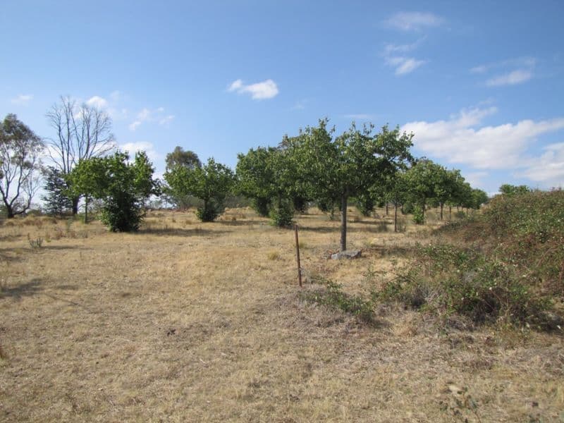 TURONDALE NSW 2795, Turondale - Thumbnail 7
