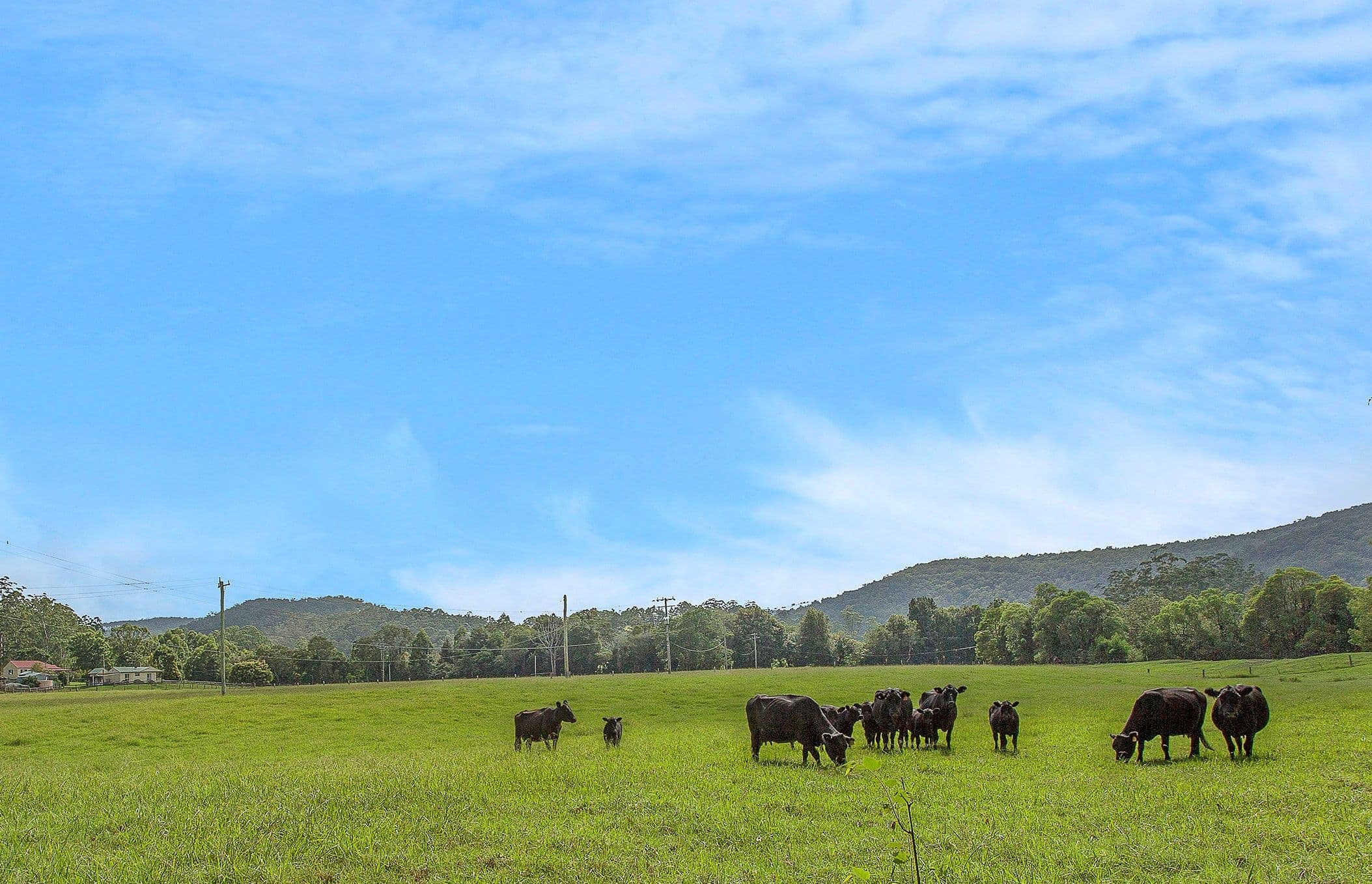 56 Brush Creek Road, Yarramalong NSW 2259, Yarramalong - Thumbnail 2