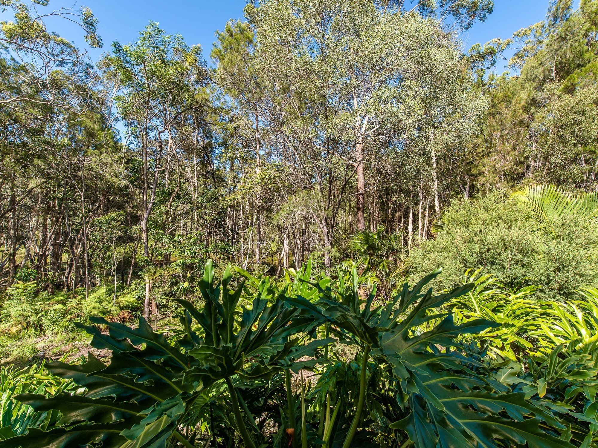 31 Silkwood Drive, Noosaville QLD 4566, Noosaville - Thumbnail 6