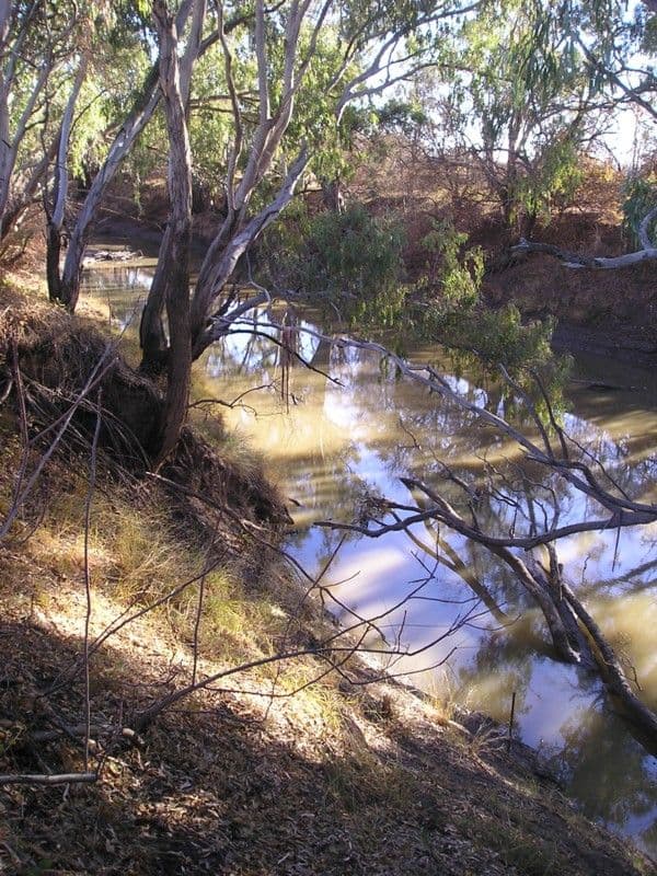 "Riverlands" Lot 2 West Wyalong Road, FORBES NSW 2871, Forbes - Thumbnail 2