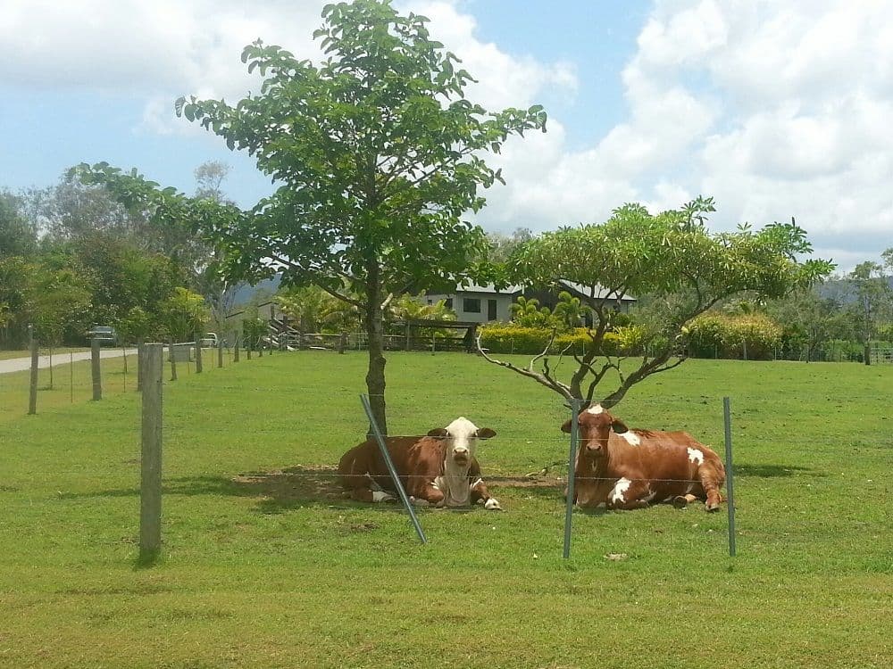 108 Tucker Road, RIORDANVALE QLD 4800, Riordanvale - Thumbnail 4