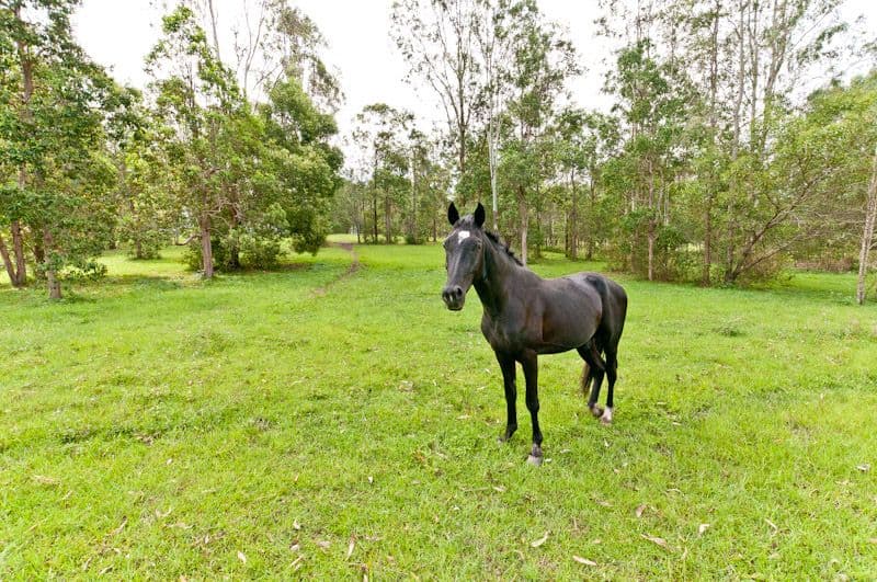 3 Arnan Court, SAMFORD VALLEY QLD 4520, Samford Valley - Thumbnail 3