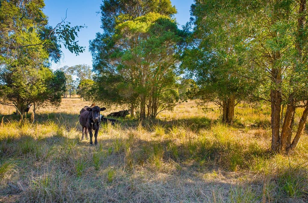 734 Bulga Road, Wingham NSW 2429, Wingham - Thumbnail 4