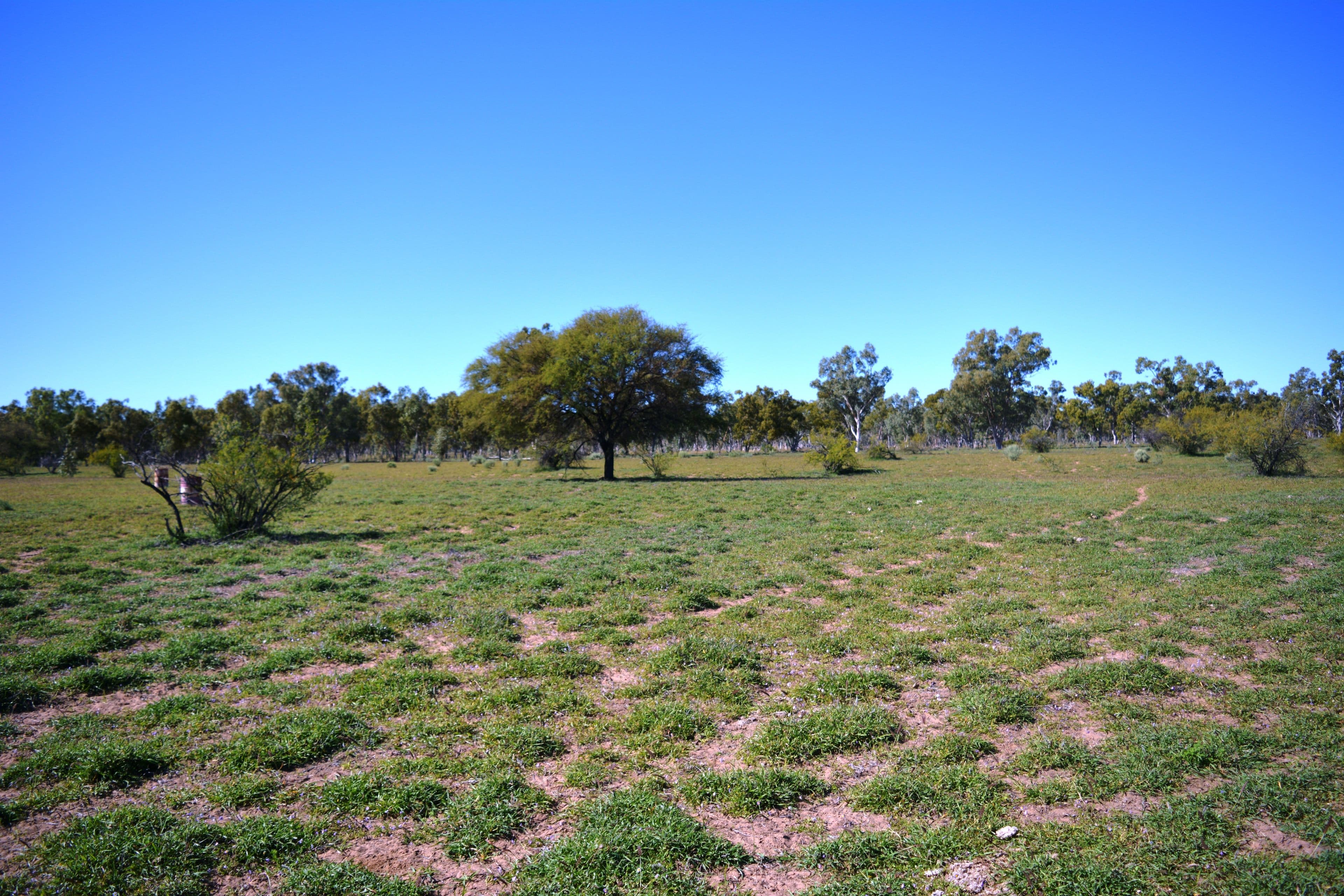 6 Corkwood Road, Barcaldine QLD 4725, Barcaldine - Thumbnail 2