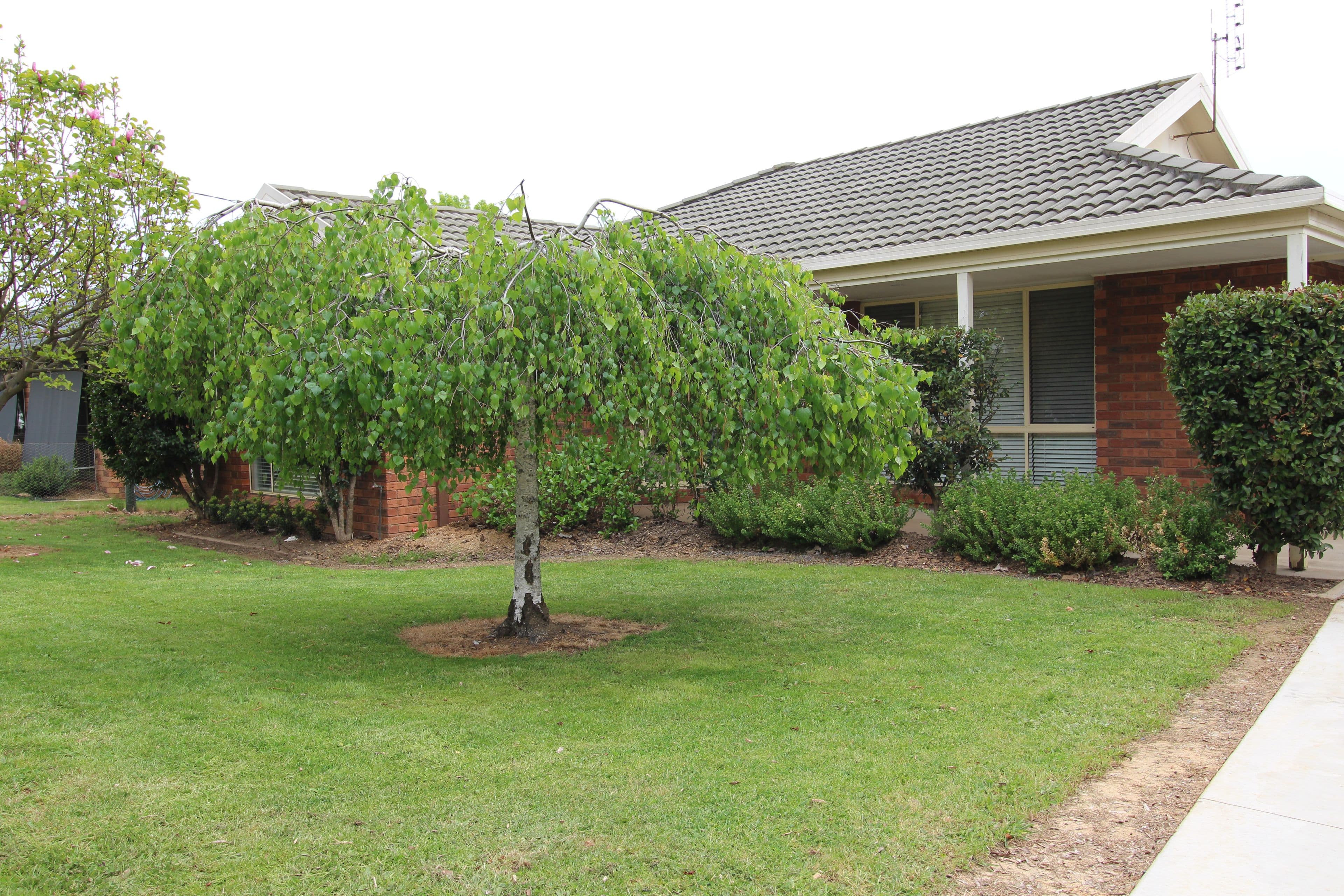 112 Albury Street, Tumbarumba NSW 2653, Tumbarumba - Image 1