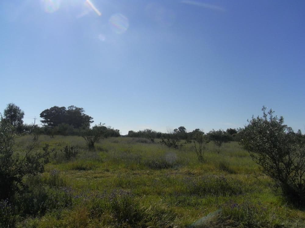 Lot 1 and 2 Martin Street, HOWLONG NSW 2643, Howlong - Image 1