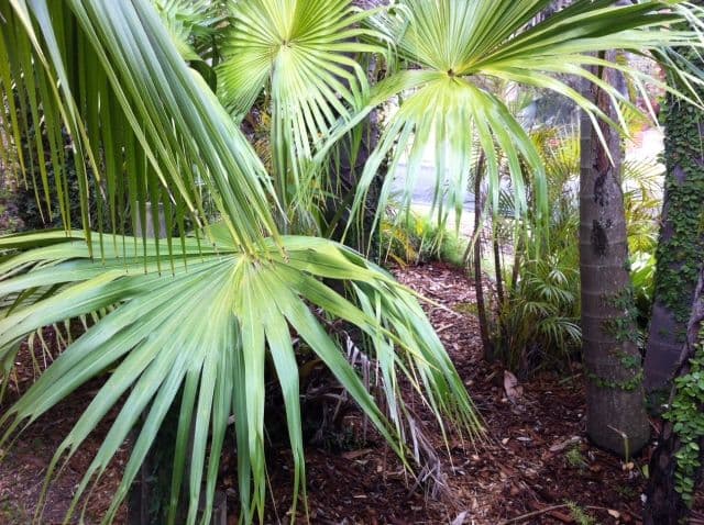 17 Bombora Avenue, BUNDEENA NSW 2230, Bundeena - Thumbnail 8