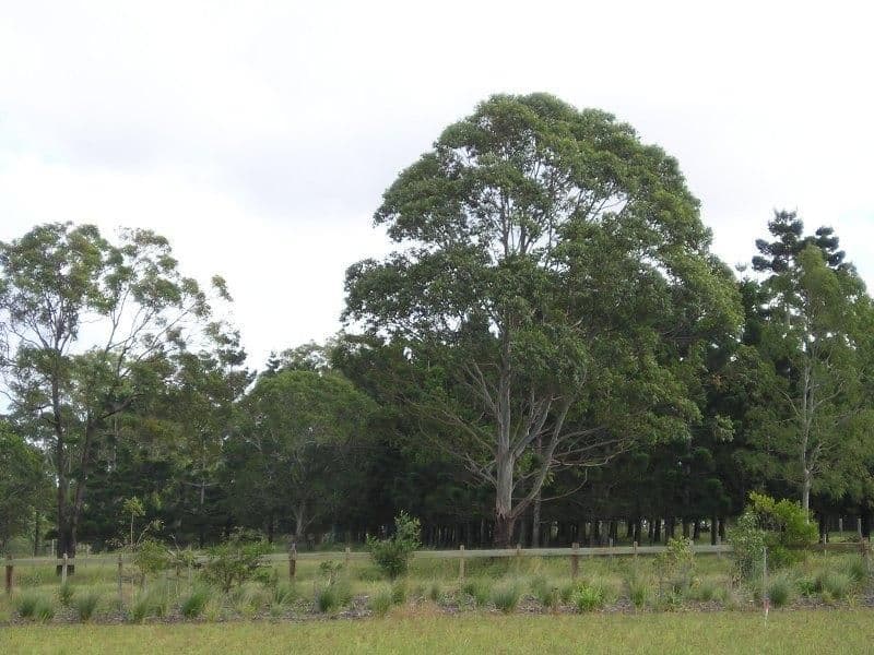 18 Rapanea Street, MERIDAN PLAINS QLD 4551, Meridan Plains - Thumbnail 2