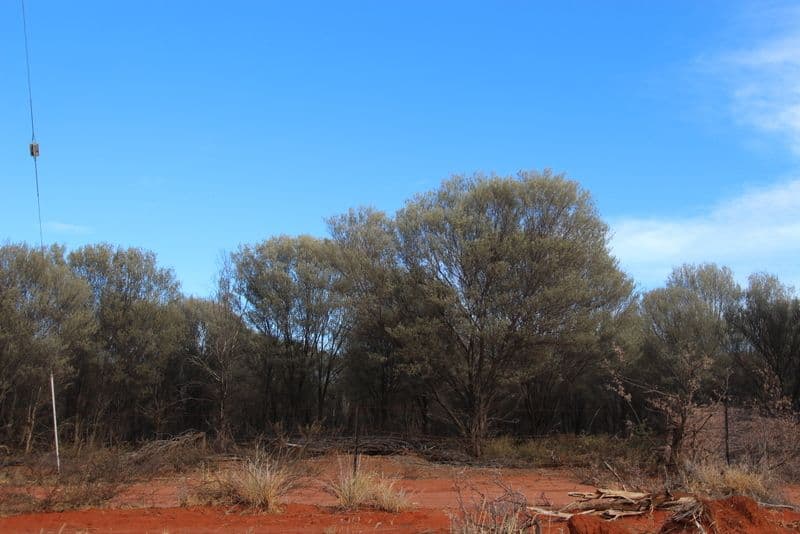 Lot 4 Red Lane, CHARLEVILLE QLD 4470, Charleville - Thumbnail 2