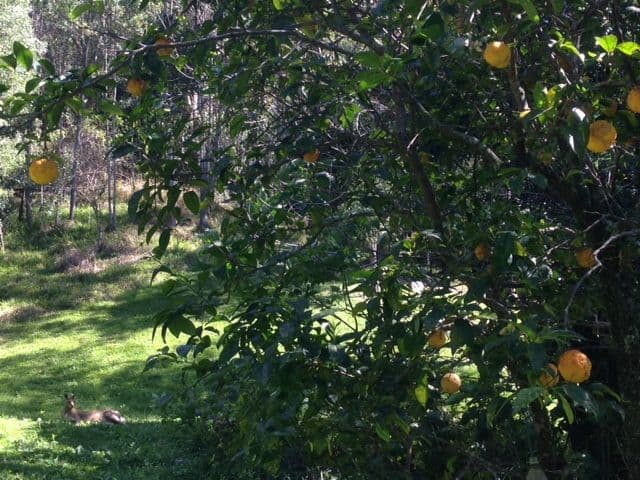 7 Mango Lane, Currumbin Valley QLD 4223, Currumbin Valley - Thumbnail 7