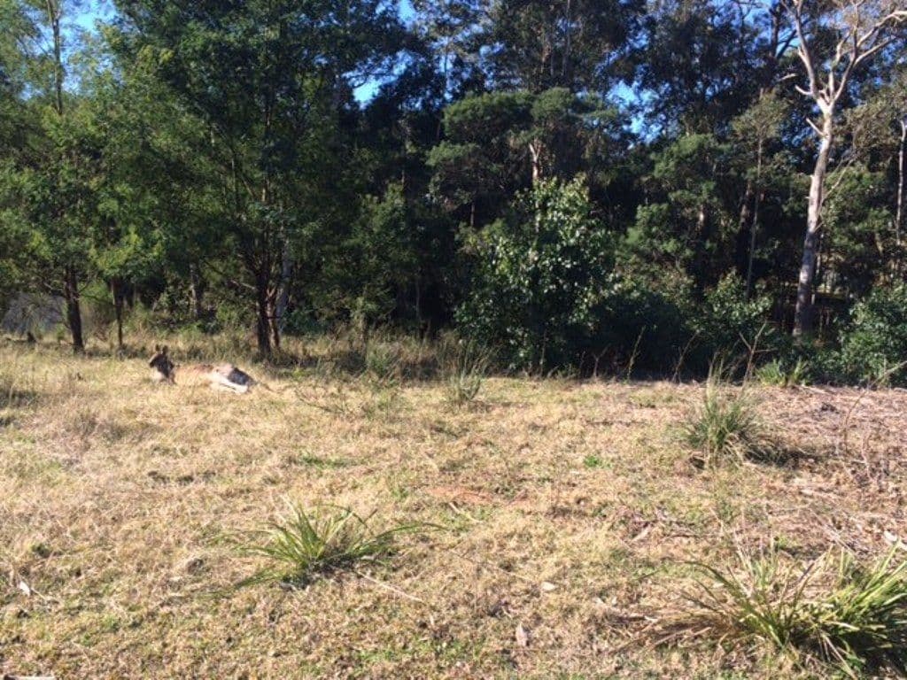 29 Courtenay Crescent, Long Beach NSW 2536, Long Beach - Thumbnail 3