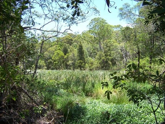 486 Tablelands Road, COORAN QLD 4569, Cooran - Thumbnail 6