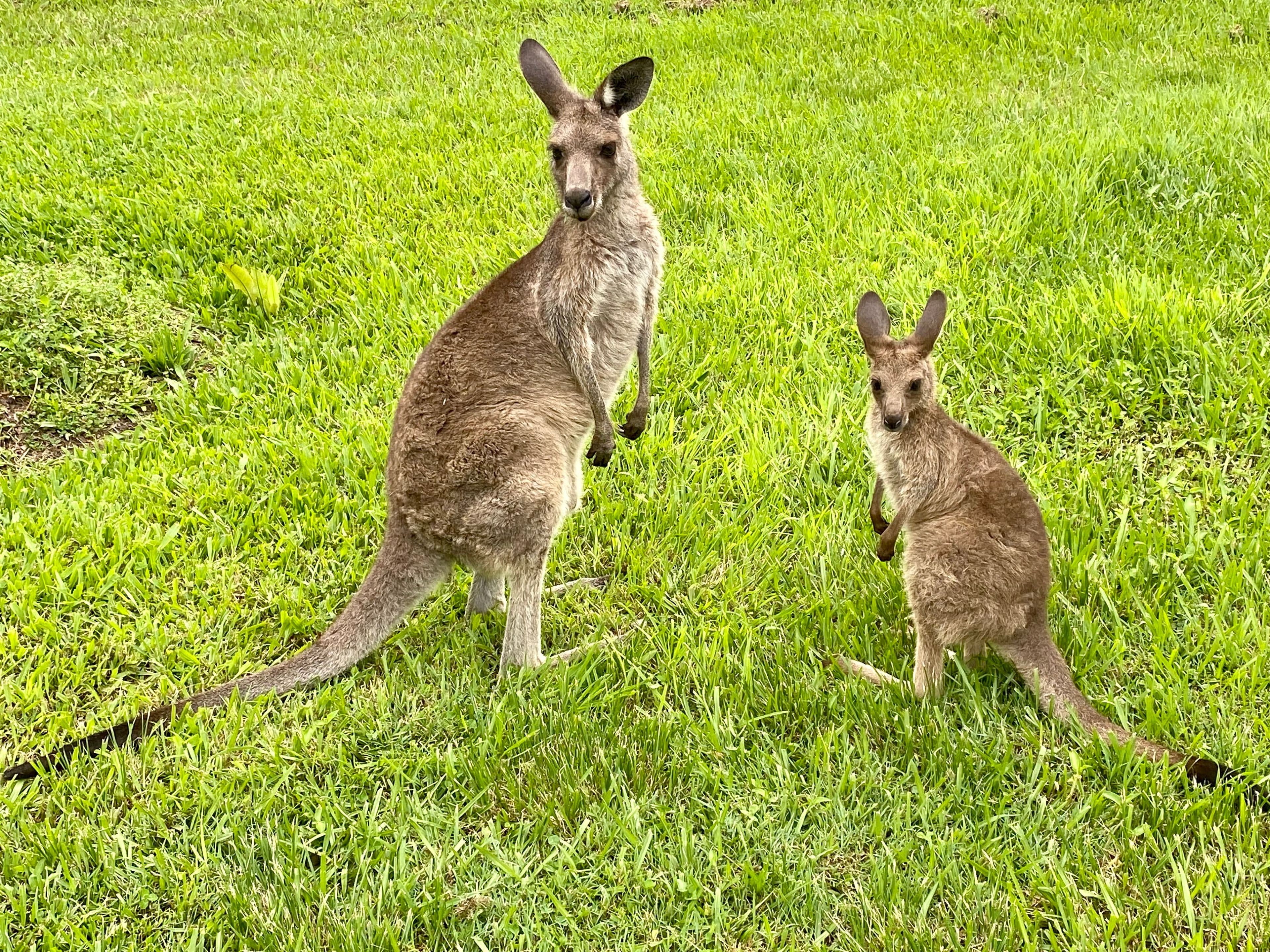 4 Booneen Burrow, Currumbin Valley QLD 4223, Currumbin Valley - Thumbnail 5