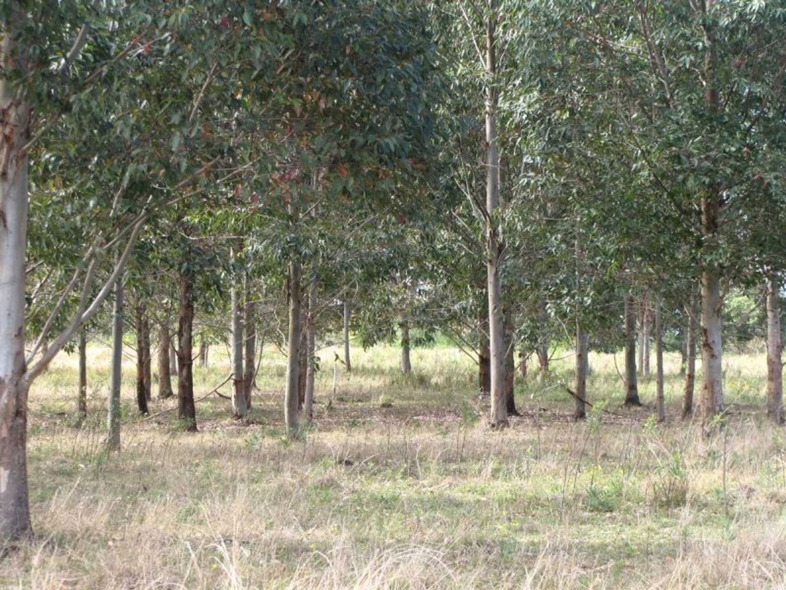 Ellangowan NSW 2470, Ellangowan - Thumbnail 4